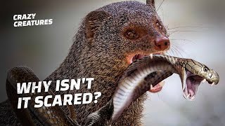 How Does This Tiny Mongoose Kill King Cobras [upl. by Poland]