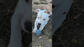 baxter amstaff амстафф dogpark americanstaffordshireterrier doglover [upl. by Gaultiero]