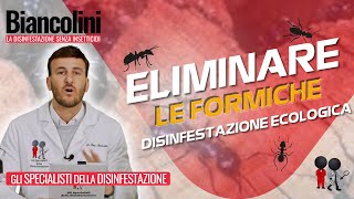 💯 🐜​​Eliminare le formiche con la disinfestazione ecologica💯 🐜​ [upl. by Tnelc]