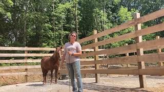 Wild Mustang Training Part 1 Introduction and Evaluating [upl. by Yrret866]