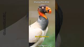 King Vulture Lord of the Skies animaldocumentary [upl. by Giuditta]