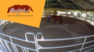 Training L2 Roundpen Training mit Twister – Tag 3 Temperament Phlegmatiker [upl. by Gerdi]