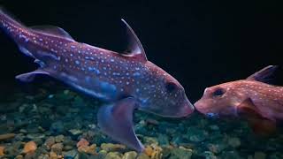 Spotted ratfish Hydrolagus colliei at Lisbon Oceanarium [upl. by Ysle]