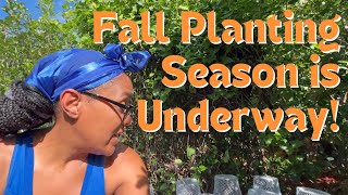 Fall Garden Planting Is Underway Transplanting Seedlings amp Dropping Seeds [upl. by Pooh850]