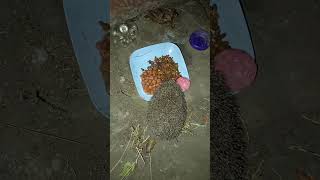 Lyudmilas rescued hedgehog [upl. by Bret]