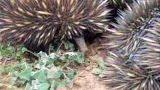 Three Hungry Echidnas [upl. by Xed]