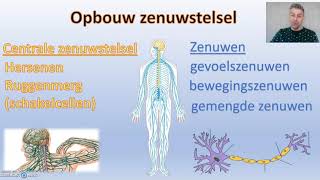 Zenuwstelsel  thema 5 regeling Biodam  1 van 3 [upl. by Markus875]