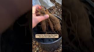 Potting up dahlia tubers  Diary of a Yorkshire Gardener [upl. by Naie689]