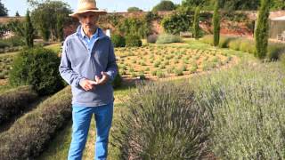 How and when to prune your Lavender [upl. by Manny]