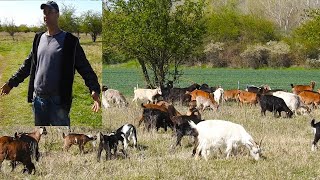 LA STANA LUI GEORGICAIN SAVANA IALOMITEANA CU PESTE 70 DE CAPRE [upl. by Eelyram680]