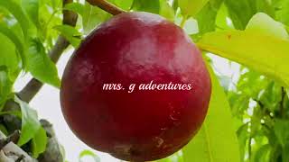 WHAT ARE NECTARINES  Nectarine Picking Terhune Orchards fruit nectarines [upl. by Nnasor]