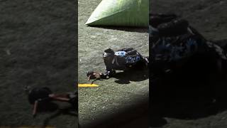 San Diego Dynasty Paintball Fail paintball shorts [upl. by Coh726]