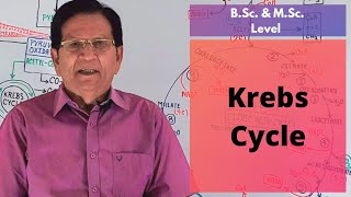 Krebs Cycle  BSc amp MSc Level [upl. by O'Rourke512]