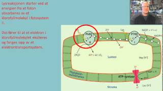 Fotosyntesen Lysreaksjonen [upl. by Lagas]