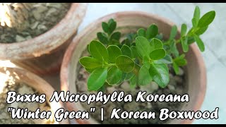 Buxus Microphylla Koreana var quotWinter Greenquot  Korean Boxwood [upl. by Meehahs570]