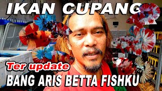 IKAN CUPANG BANG ARIS TER UPDATE [upl. by Winters476]