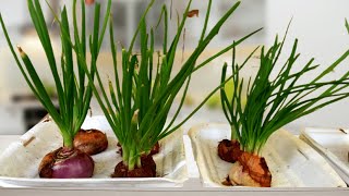 Growing shallots from seed hydroponically at home║Easily For Beginners [upl. by Malkah691]