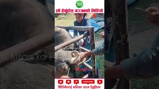 Dehorning procedure in buffalo agriculture machinery amazingfacts [upl. by Fang]