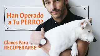 CUIDADOS Post OPERATORIOS 🐶Claves Para Su Recuperación [upl. by Stoecker]