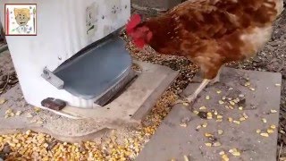 Tutoriel réalisation mangeoire automatique  how to make automatic chicken feeder [upl. by Verneuil540]