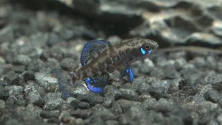 Gulf coast pygmy sunfish Elassoma gilberti [upl. by Amelina]