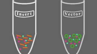 Key Steps of Molecular Cloning [upl. by Beaufert768]