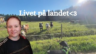 LIVET PÅ EN BONDGÅRD  bygger vindskydd åt korna  släpper fåren på bete [upl. by Irehs]