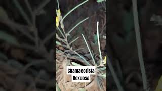 CHAMAECRISTA FLEXUOSA shorts short [upl. by Rollecnahc606]