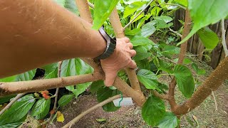 Prunning Mulberries  Removing Black Pakistan ROOTSTOCK [upl. by Elehcar658]