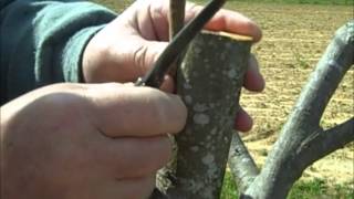 Pecan Inlay Grafting Technique [upl. by Theola163]