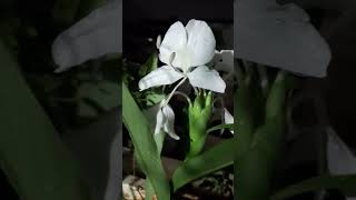 Gingerlily flowers terraceflowers nature terracegardens shortsvideo whiteflower shorts [upl. by Denten511]