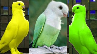 Advance Breed Satinette Pigeons [upl. by Hgielak]