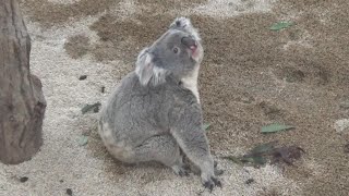 コアラ家族の日常 Cute koala baby and family 355 【Cute animal baby videos】【こども動物自然公園】 [upl. by Ydnolem]