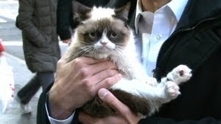 Grumpy Cat Interview 2013 on GMA No Meme Felines Exclusive Video [upl. by Ybur856]