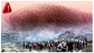 Vocês viram isso Piolhos invadem cidade e onda de calor extremo [upl. by Vedetta]