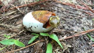 Foureyed Turtle Sacalia quadriocellata Hatching from Egg [upl. by Salas]