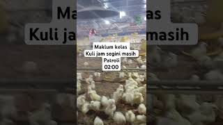 Patroli kelas kuliabksanjaya chicken peternakan videoshort fypシ゚viral [upl. by Savvas362]