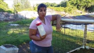 Homesteading  Poultry Series Covering Coccidiosis [upl. by Lellih]