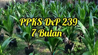 PPKS 239 Umur 7 Bulan  Benih Unggul [upl. by Lecirg]