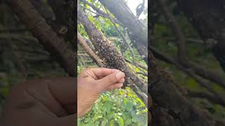 Rescued the swamped honeybees honeybee rurallife apiary savebees nature LaTo [upl. by Zinnes480]