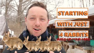 HOW TO BUILD UP YOUR RABBIT HERD STARTING WITH 4 RABBITS [upl. by Atirac757]