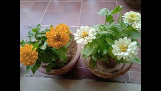 Zinnias 5 tips to grow well in pots  How to Care and grow Zinnias [upl. by Ettezus]