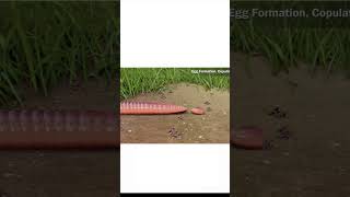 Reproduction In Earthworm 🪱 shorts reproduction biology youtubeshorts Facts [upl. by Akiehsal51]