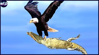 12 Craziest Eagle Attacks Ever Filmed [upl. by Bogey]