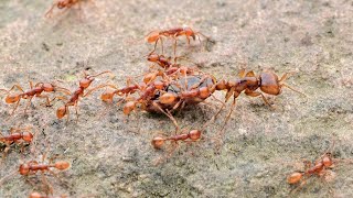 My ant colonies antsnadu  Camponotus compressus camponotus variegatus crematogaster sp etc [upl. by Tuinenga316]