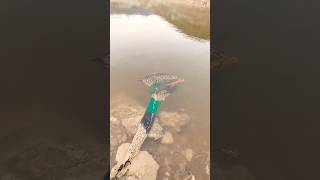 Pathan fishing new video dam fishing🐠fish shorts fishing [upl. by Saretta]