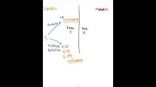 Phase I amp Phase II Biotransformation [upl. by Llatsyrc]