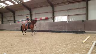 Cavaletti training met een grand prix paard [upl. by Ahsiea347]