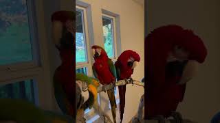 Rescue amp Surrendered Macaws  Supporting Our Channel is aiding the flock  Interplay With Caws ep2 [upl. by Trotta]