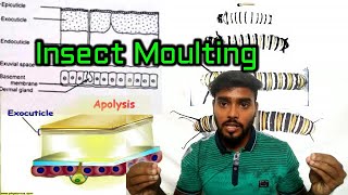 Insect moulting  Fundamentals of entomology class 5 Entomology class  English [upl. by Nadean]